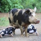 Razas comunes de cerdos