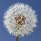 ¿Qué son las cosas flotantes blancas que salen de la flor diente de león?