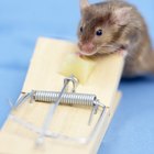 Cómo saber la diferencia entre un ratón y una rata 