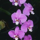 Como eliminar mosquitos de orquídeas