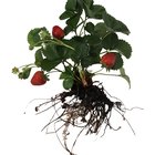 ¿Se puede desenterrar frutillas y transplantarlas?