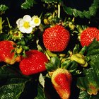Las fresas, ¿son enredaderas o arbustos?