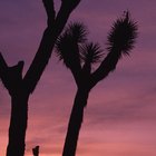 Senderismo en Joshua Tree, California