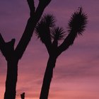 Mochileando en invierno en Joshua Tree National Park