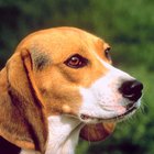 Como diminuir o odor de beagles