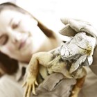 Actividades de reptiles para niños 