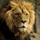 Cómo hacer que los hombres Leo se enamoren