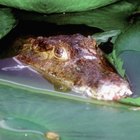 Actividades de temática de cocodrilo para niños pequeños