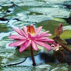 Plantas que crecen alrededor y cerca de un estanque