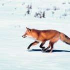 Is There a Difference in Color of Male & Female Foxes?