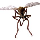 Cómo matar a las moscas de la humedad