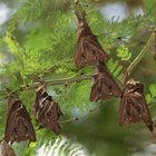 Cómo mantener a los murciélagos alejados de un árbol