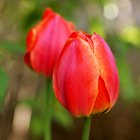 O que fazer com as tulipas depois que elas terminam de florescer?