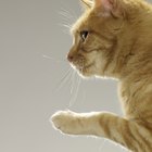 Datos sobre las patas de un gato