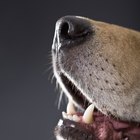 O que acontece quando um cão quebra um dente?