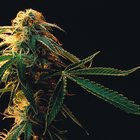 Como identificar folhas de Cannabis