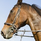 Tipos de rienda para caballos