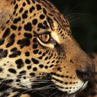 ¿Por qué están los jaguares en peligro de extinción?