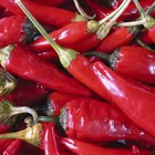 Red chilli peppers in buckets, Chile