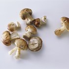 spring mushrooms in a frying pan