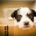 Maneras de sorprender a alguien con un cachorro