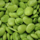 Raw Green Organic Long Beans