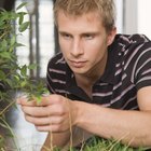 O que causa pontos pretos e áreas mortas na ponta das folhas de plantas dentro de casa?