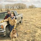 Como transportar un perro en una caja trasera de una camioneta