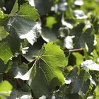 Cómo preservar las hojas de la uva en salmuera