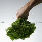 Cómo cultivar lechuga en un invernadero