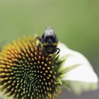 Cómo deshacerse de las abejas de tu patio trasero