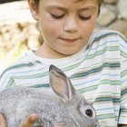 Cómo criar a un conejo enano dentro de una casa