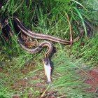 Período de  hibernación de las serpientes