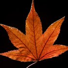 Cómo preservar las hojas reales y sus colores