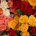 Significado simbólico de los colores de las rosas