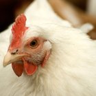 Como tratar uma galinha com dificuldades para botar