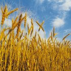 ¿Cuáles son las seis etapas del ciclo de vida de una planta de trigo?