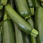 Yellow summer squash on display in baskets