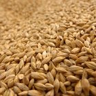 Salvado de trigo sin procesar vs. salvado de trigo crudo