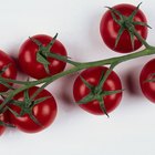 Usos del tomate