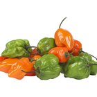 Bowl of hot peppers, elevated view