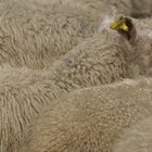 Cómo construir un refugio para ovejas