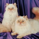 Remédio caseiro para glândulas adanais em gatos