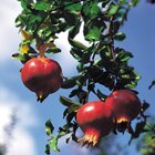 O que é necessário para as árvores de romã produzirem frutos?