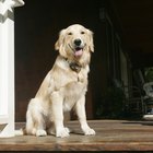 Cómo sacarle una verruga del ojo a un perro