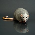 Enfermedades que los perros pueden contraer de las ratas