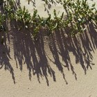 Animais e vegetações que vivem em dunas de areia