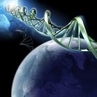 ¿Qué tres orgánulos tienen ADN?