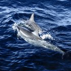 ¿Cómo se adaptan los delfines a su hábitat?