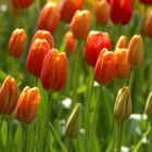 Cultivo de tulipanes: semillas vs. bulbos